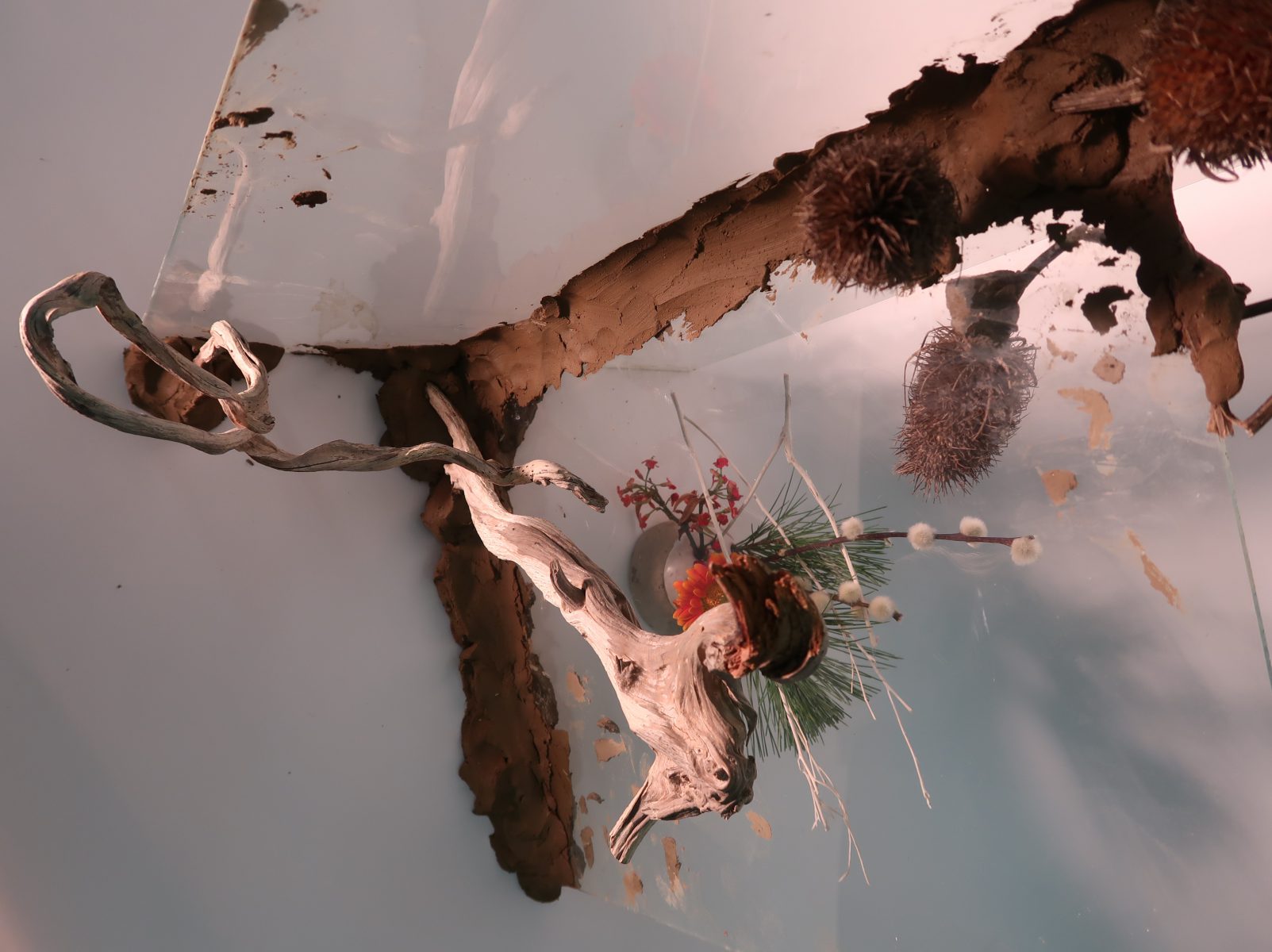 Sandra Derks,Flowers,photo 2018