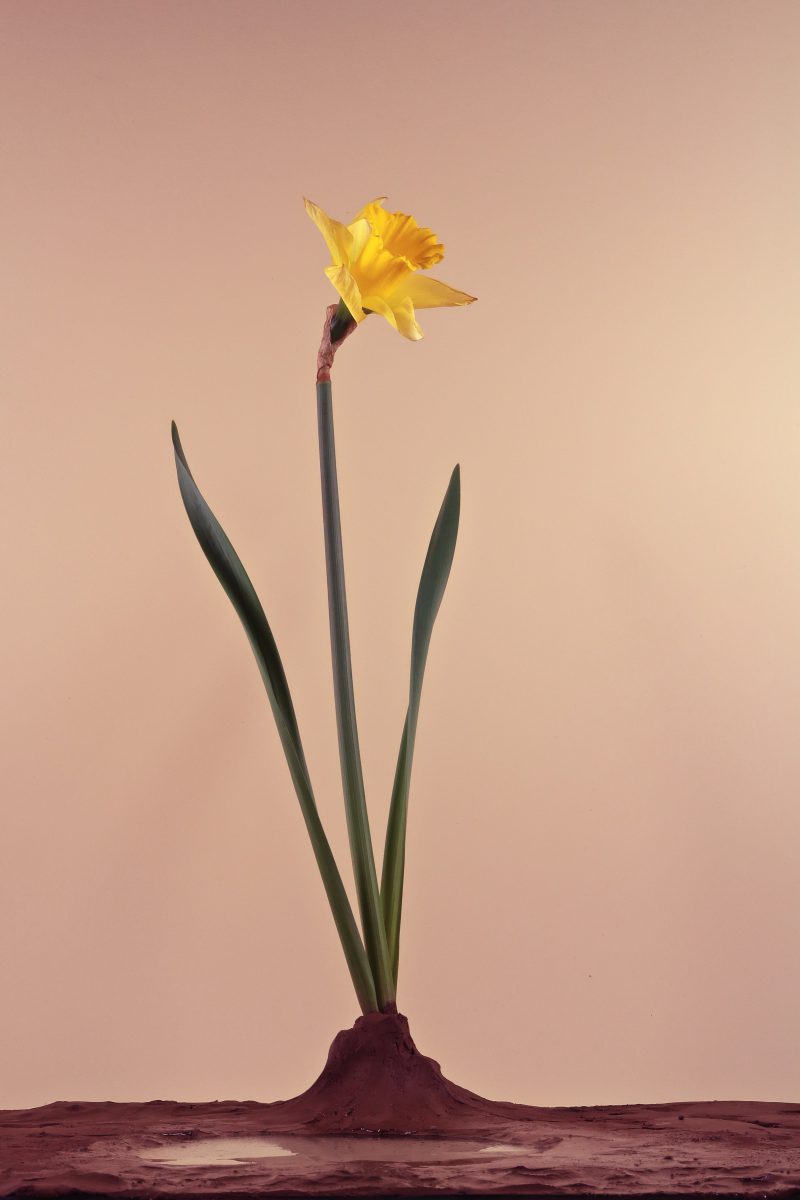 Flowers5,Sandra Derks