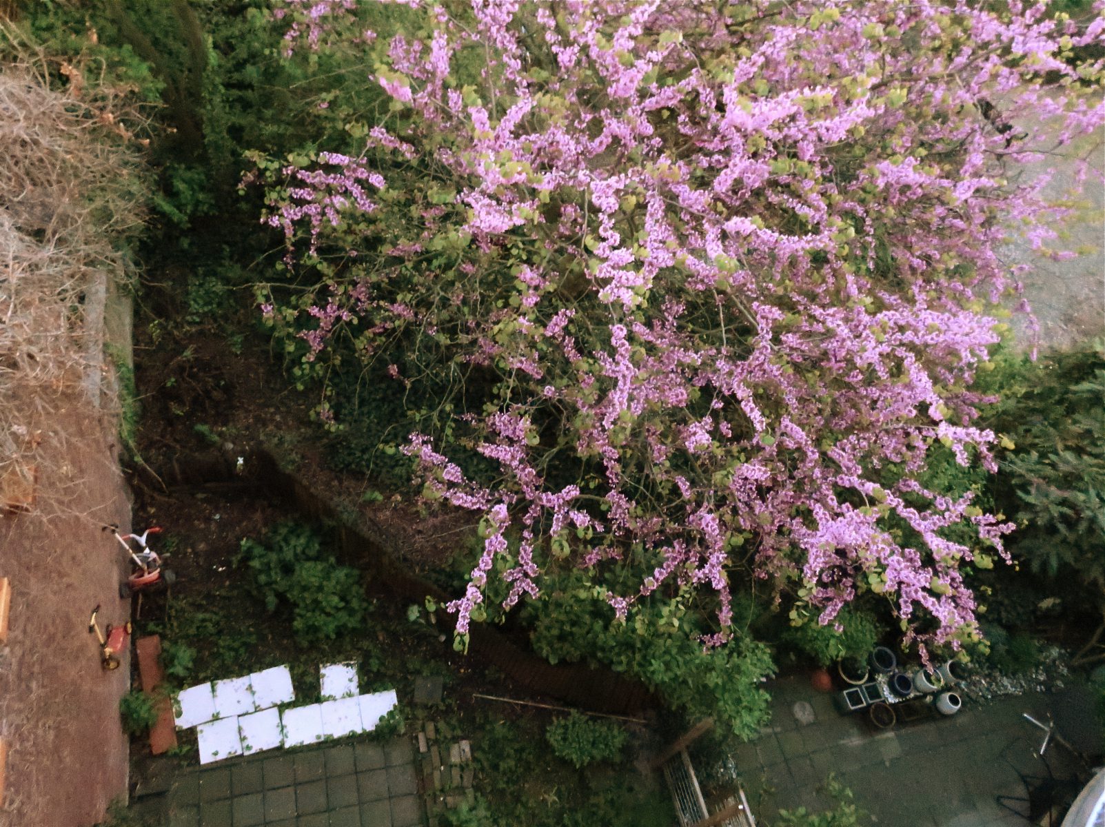 Flowers spring,Sandra Derks