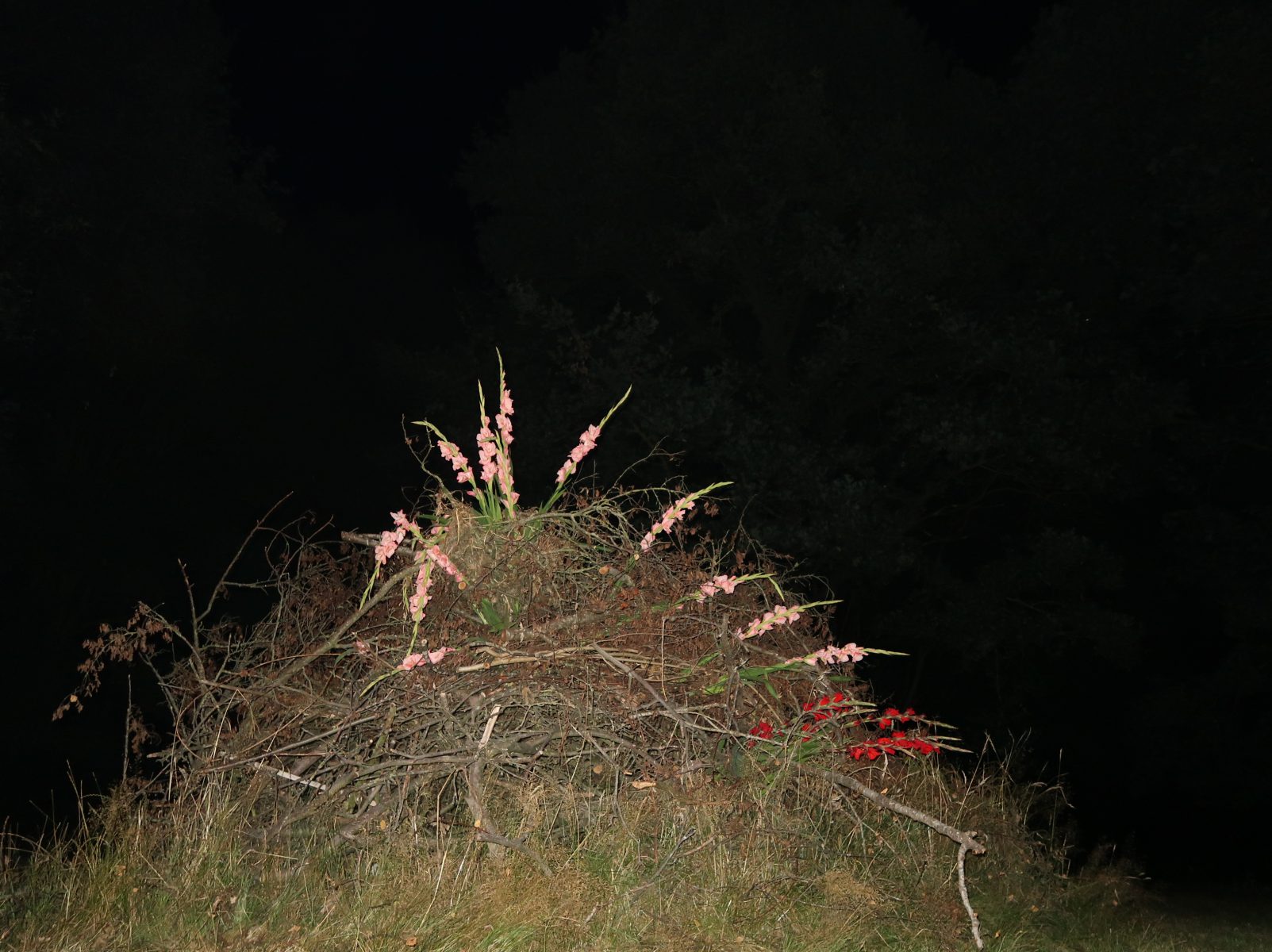 Flowers summer,Sandra Derks