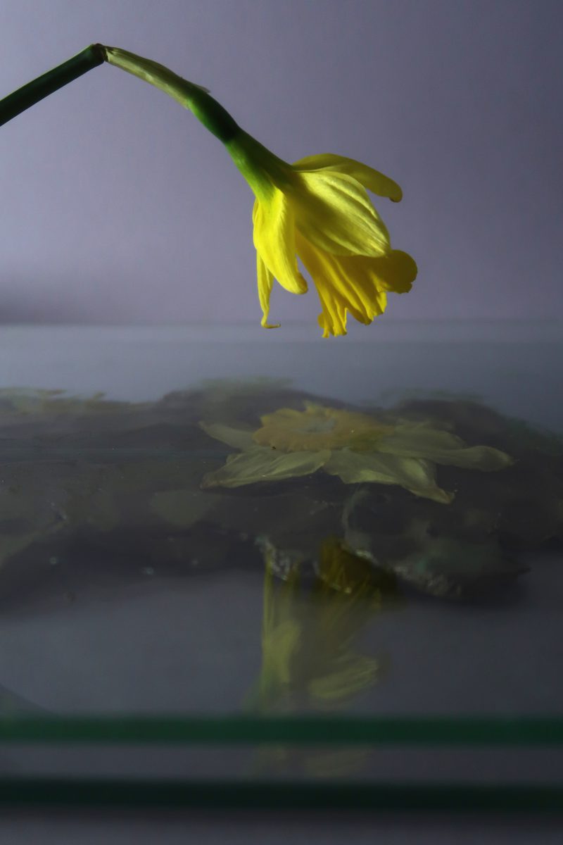 Flowers6,Sandra Derks