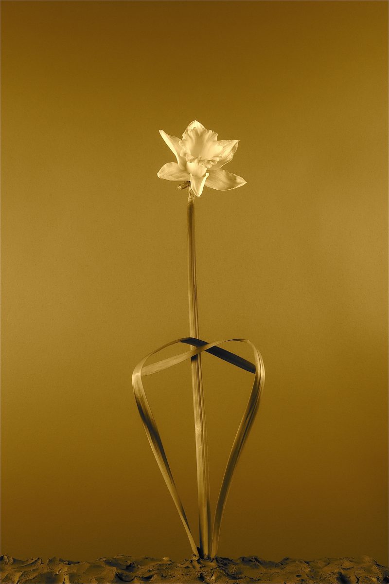 Flowers2,Sandra Derks